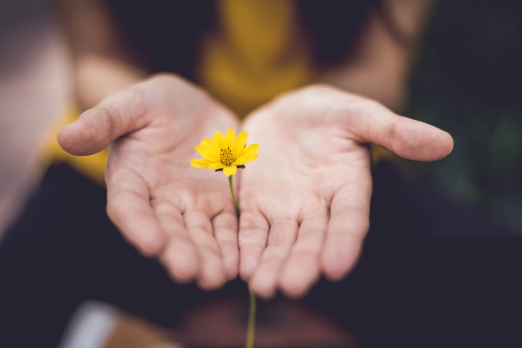 manos sosteniendo una flor