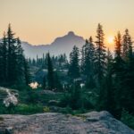 Bosque con el amanecer de fondo
